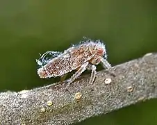 Nymph