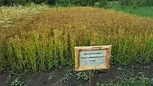 A patch of flax in Poland