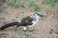 Pied babblers initially fledge with completely brown plumage, this slowly moults and fledglings have a mottled appearance before they gain full adult plumage.