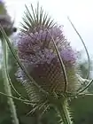 Dipsacus fullonum flowerhead