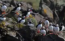 Birds on rocks