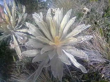 Espeletia schultzii on Cáchira's páramo