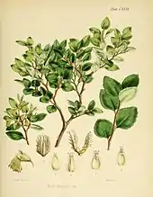 Fagus betuloides (Flora Antarctica, Plate CXXIV)