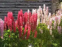 Ornamental lupins, Ushuaia, Argentina