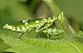 Adult female Creobroter species from West Java