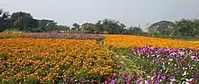 Valley of Flowers in Pansura