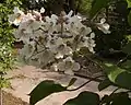 A flowering northern catalpa in Dallas, Tex.