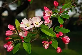 Crabapple blossoms.