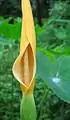 Colocasia esculenta inflorescence