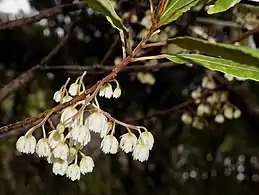 Hinau flowers