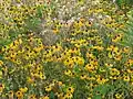 Wildflowers along the lower stretches of Four Mile Run