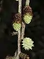 Male (above) and female (below right) cones of Japanese larch emerging in spring