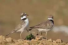 Mating, the male bird hits the cloaca of the female bird