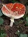 Fly agaric, Amanita muscaria