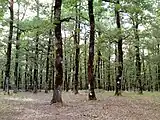 The Foloi oak forest in Greece is a Natura 2000 site.