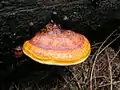 Younger specimens like these often show more orange colours.