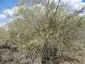 Foothill Palo Verde pictured near the Superstition Mountains (Arizona)