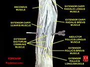 Extensor carpi radialis brevis muscle