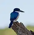 Forest kingfisher – Fogg Dam, Middle Point – Northern Territory, Australia – March 2014