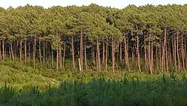 Landes forest, the largest maritime-pine forest in Europe