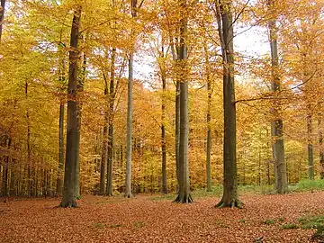 The Sonian Forest in the autumn