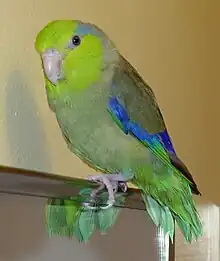 A pet male Pacific parrotlet (Forpus coelestis)