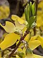 A budding Forsythia