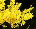 Forsythia flower