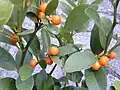 Hong Kong kumquat