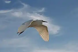 In flight