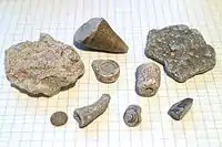 Fossils from beaches of the Baltic Sea island of Gotland, placed on paper with 7 mm (0.28 inch) squares