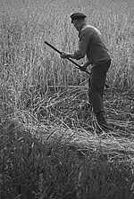 1. Start of the stroke after stepping forward into the swathe. Mowing rye in 1945.