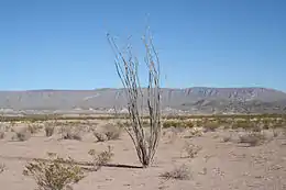 A color photograph with a tall thin Ocotillo plant standing forlorn in the middle ground of the gravely sanded Chihuahuan desert of Big Bend National Park in south-west Texas. In the background is part of the Chinati Mountains under the clear light blue desert sky.