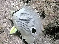 Foureye butterflyfish