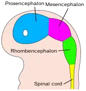 The embryo's brain at four weeks