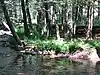 A stream flows in front of a bank with many trees and a picnic table