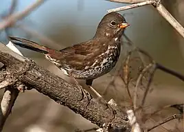 Sooty fox sparrow (Passerella iliaca unalaschcensis)