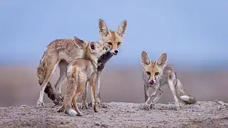 Desert fox pups with their mother