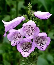 Close-up of light purple