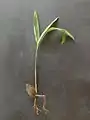 Seedling