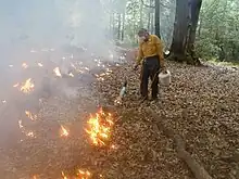 A man lighting various small fires in a forest