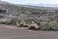 Prickly pear cactus in the Tom Mays unit