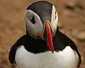 Puffin