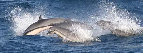 Gray dolphins