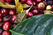 Freshly harvested coffee cherries