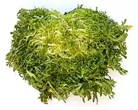 Frisée