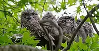 Family of four tawny frogmouths.