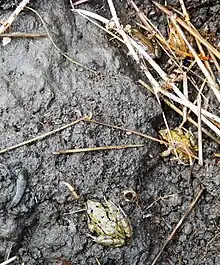 Common frogs, Rana temporaria, wintering under a habitat mat