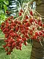 Fruits of a dwarf royal palm or Christmas palm (Adonidia merrillii) photographed in Ghana