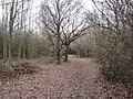 Path in woods